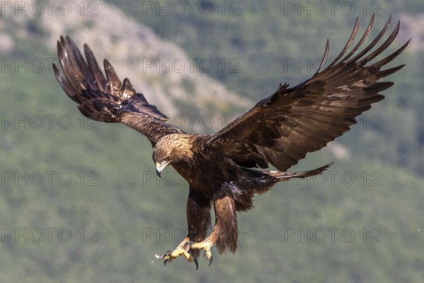 Golden Eagle (Aquila chrysaetos) landing, Madrid, Spain, Europe