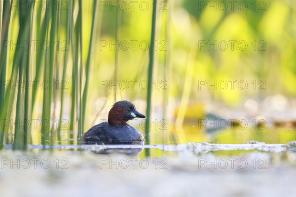 Little Grebe (Tachybaptus ruficollis), North Rhine-Westphalia, Germany, Europe