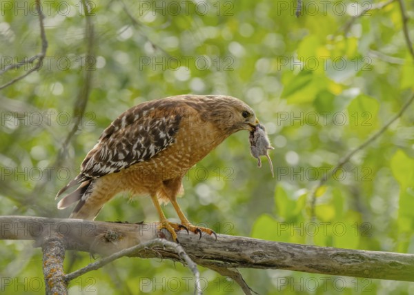 Red-shouldered Hawk (Buteo lineatus) perched on a branch with mouse prey in its beak, California, USA, North America
