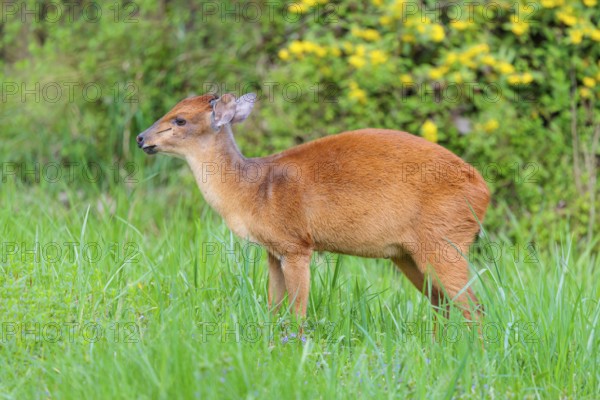 A male Red Forest Duiker (Cephalophus natalensis) stands in a green meadow, eating grass and herbs