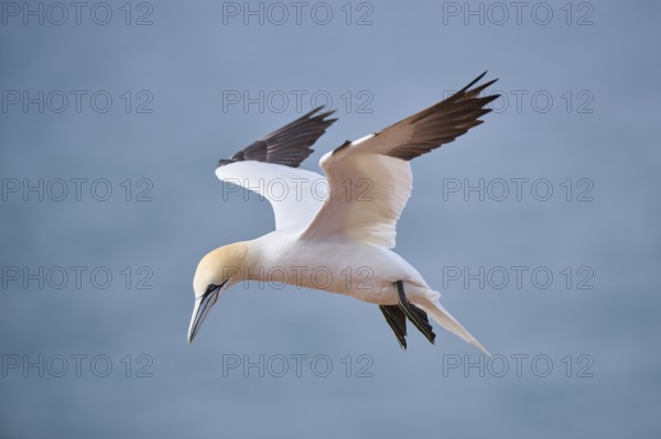 Northern gannet (Morus bassanus) flying over the sea, wildlife, Helgoland, Germany, Europe