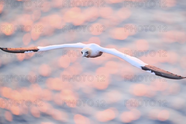 Northern gannet (Morus bassanus) flying over the sea at sunset, wildlife, Helgoland, Germany, Europe