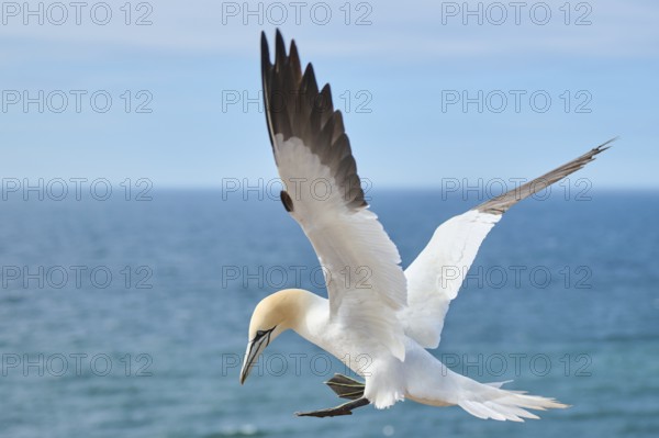 Northern gannet (Morus bassanus) flying over the sea, landing, portrait, wildlife, Helgoland, Germany, Europe
