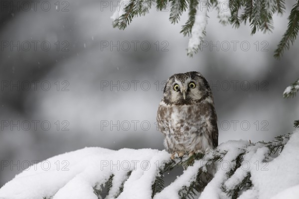 Long-eared owl (Asio otus) in a winter forest, Czech Republic, Europe