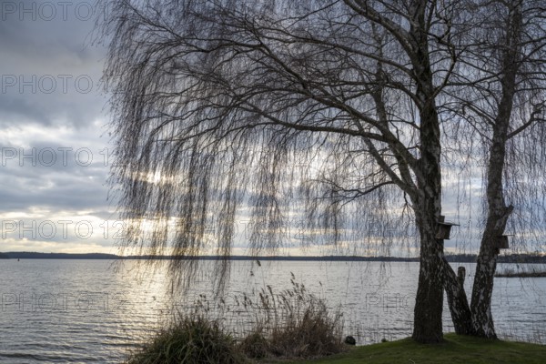 Evening mood at Lake Müritz, birch tree on the shore, clouds in the sky, Waren, Müritz, Mecklenburg Lake District, Mecklenburg-Western Pomerania, Germany, Europe