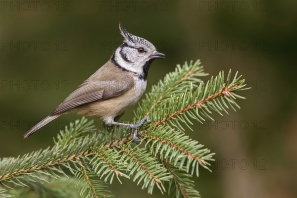 European Crested Tit (Lophophanes cristatus) perched on a spruce branch, Poland, Europe
