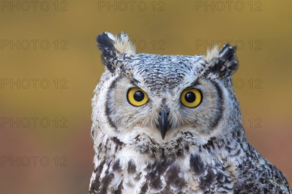 A Great Horned Owl, Bubo virginianus, portrait, near Prince Albert Saskatchewan, Canada, North America