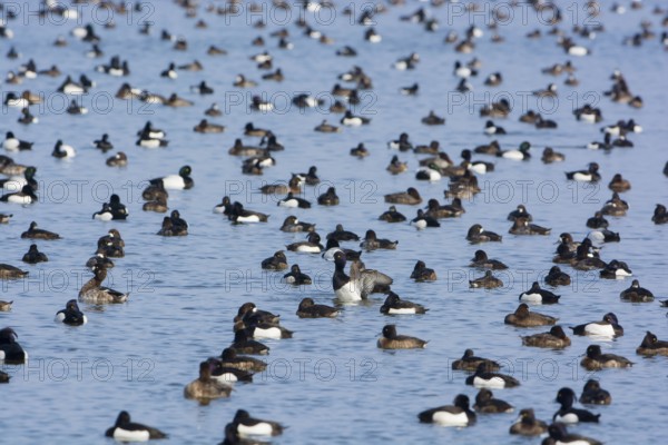 Greater Scaup & Tufted Duck (Aythya marila & Aythya fuligula) huge group on a lake, Mecklenburg-Western Pomerania, Germany, Europe