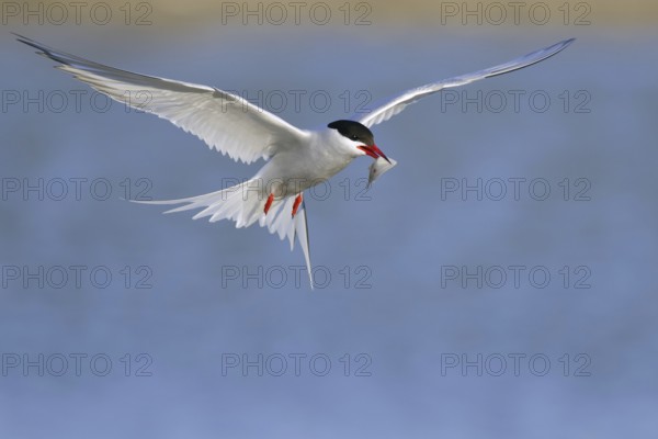 Common Tern (Sterna hirundo) flying, Texel, Netherlands