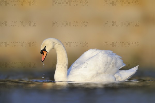 Mute Swan (Cygnus olor), North Rhine-Westphalia, Germany, Europe
