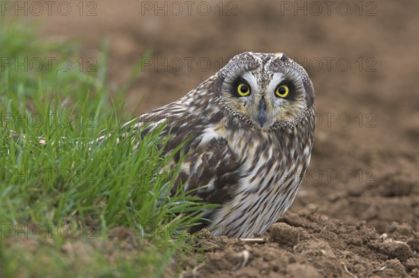 Short-eared Owl (Asio flammeus)