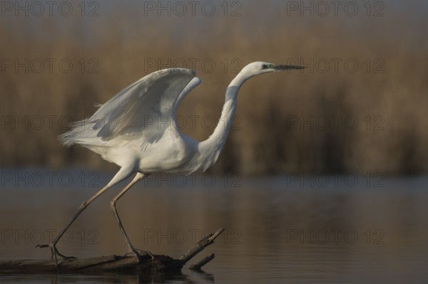 Great Egret (Ardea alba) taking flight, Subotica, Serbia, Europe