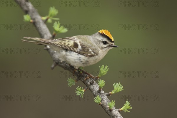 Golden-crowned Kinglet (Regulus satrapa), Michigan, USA, North America