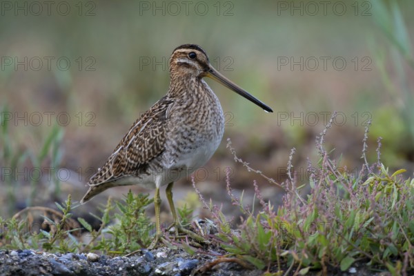 Common Snipe (Gallinago gallinago) foraging, Mecklenburg-Western Pomerania, Germany, Europe