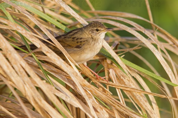 Common Grasshopper Warbler (Locustella naevia), Germany, Europe