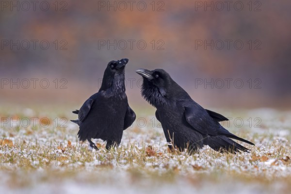 Northern Raven (Corvus corax) pair, Saxony-Anhalt, Germany, Europe