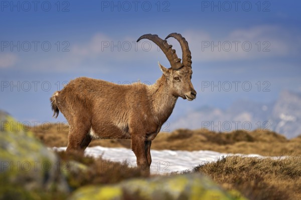 Ibex from Niederhorn, Switzerland. Ibex, Capra ibex, horned alpine animal with rocks in background, animal in the stone nature habitat, Alps. Evening orange sunset, wildlife nature