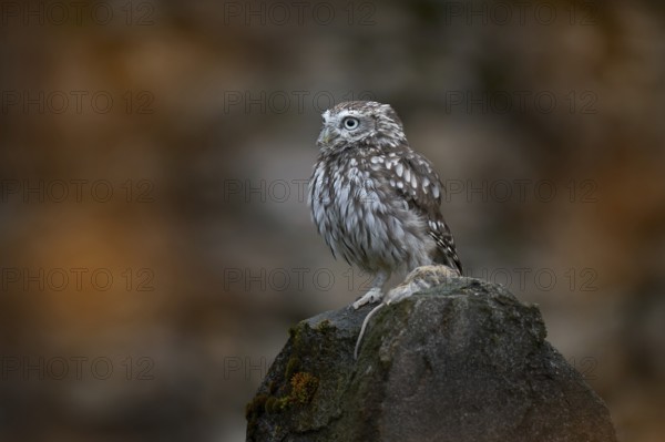 Romania bird wildlife. Little Owl, Athene noctua, bird in old roof tile ruin. Urban wildlife with bird with yellow eyes, Romania. Wildlife scene from nature. Animal behavior in urban habitat, hidden o