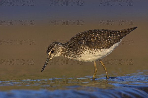 Wood Sandpiper (Tringa glareola), Lesvos, Greece, Europe
