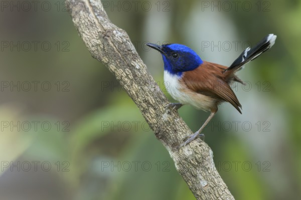 Emperor Fairywren (Malurus cyanocephalus) perched on a branch in Papua New Guinea