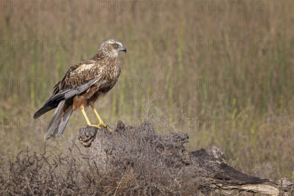 Western Marsh Harrier (Circus aeruginosus) male, Spain, Europe