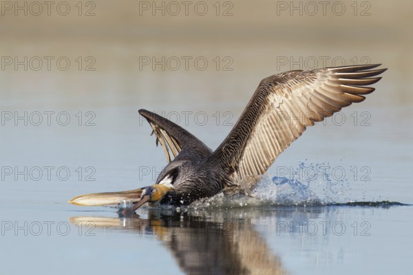 Brown Pelican (Pelecanus occidentalis) flying, Florida, USA, North America