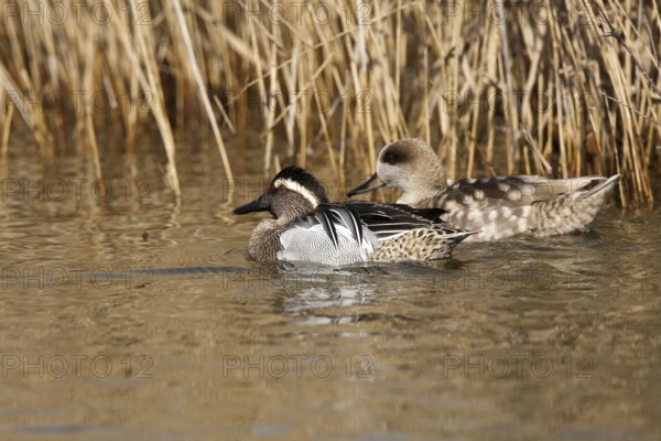 Garganey & Marbled Duck (Spatula querquedula & Marmaronetta angustirostris), Castile-La Mancha, Spain, Europe