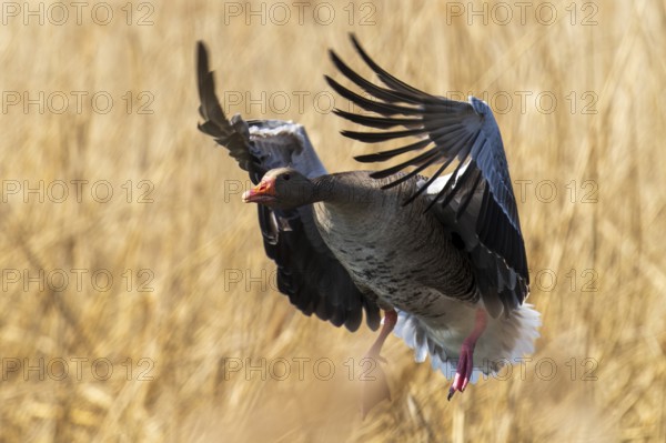 Flying goose with spread wings in a reed field, greylag goose (Anser anser), wildlife, Germany, Europe