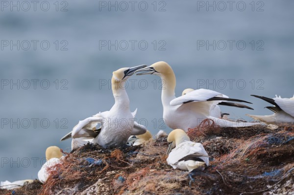 Northern gannet (Morus bassanus) greet each other with their beaks in the colony, at sunset, wildlife, Helgoland, Germany, Europe