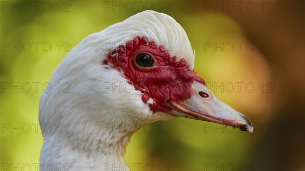 Close-up of a white duck (anas) with red beak, blurred green background, Rodini Park, municipal park, Rhodes Town, Rhodes, Dodecanese, Greek Islands, Greece, Europe