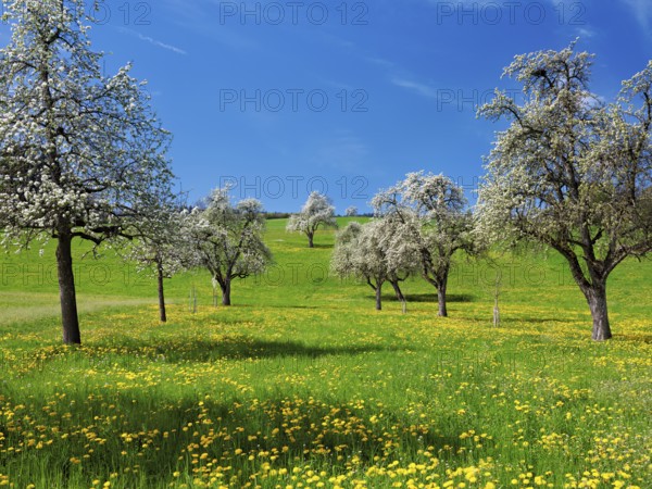 Field of flowering dandelions and pear trees (Pyrus communis), Beinwil, Freiamt, Canton Aargau, Switzerland, Europe
