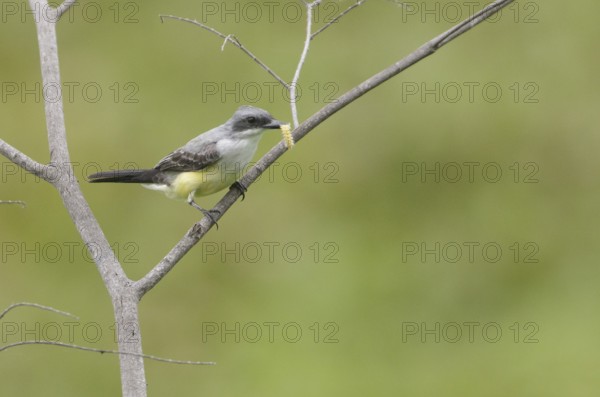 Snowy-throated Kingbird (Tyrannus niveigularis) carrying caterpillar in its beak, Guayas, Ecuador, South America