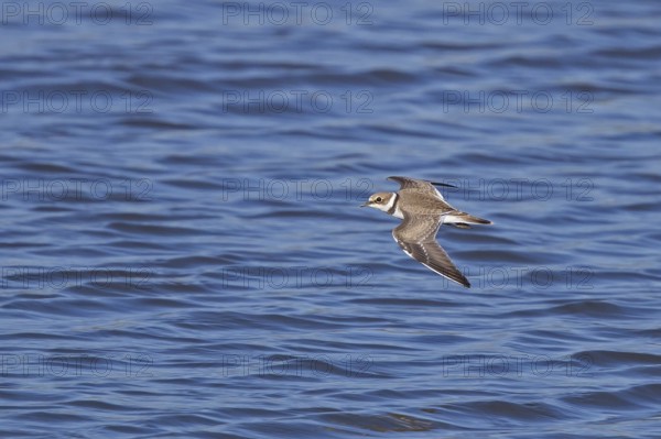 Little Ringed Plover (Charadrius dubius) juvenile flying, Baden-Wuerttemberg, Germany, Europe