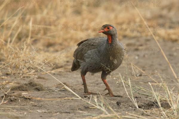 Red-necked Spurfowl (Pternistis afer), Uganda, Africa