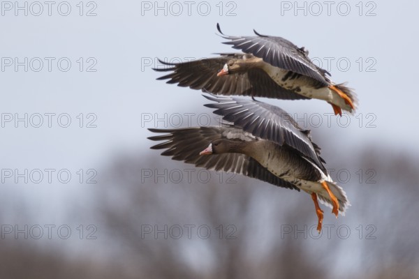 Greater White-fronted Goose (Anser albifrons) two birds in flight, North Rhine-Westphalia, Germany, Europe