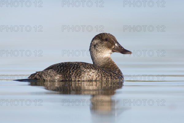 Blue-billed Duck (Oxyura australis) female, Victoria, Australia, Oceania