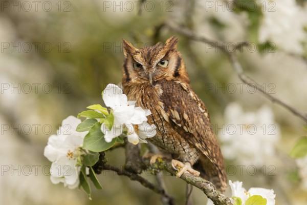Tropical Screech Owl (Megascops choliba) captive, Germany, Europe