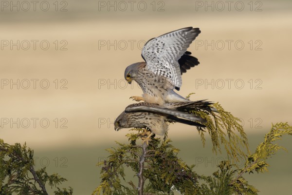 Common Kestrel (Falco tinnunculus) pair mating, Saxony, Germany, Europe