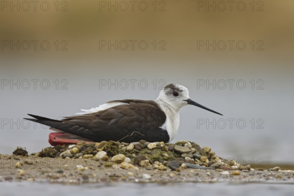 Black-winged Stilt (Himantopus himantopus) female on nest, North Rhine-Westphalia, Germany, Europe