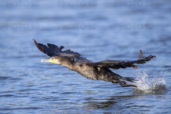 Great Cormorant (Phalacrocorax carbo) taking flight, Andalusia, Spain, Europe