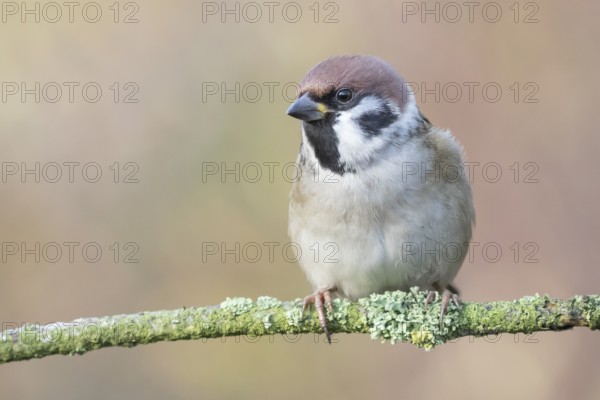 Eurasian Tree Sparrow (Passer montanus) perched on a branch, Lower Saxony, Germany, Europe