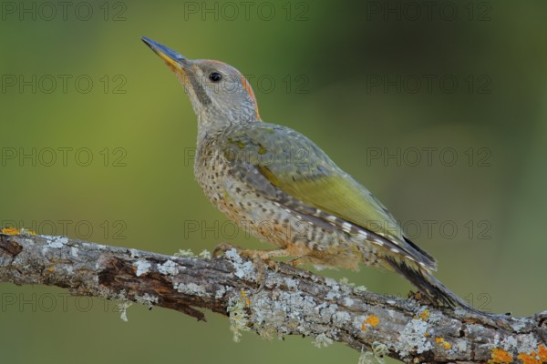 European Green Woodpecker (Picus viridis) juvenile female, Andalusia, Spain, Europe