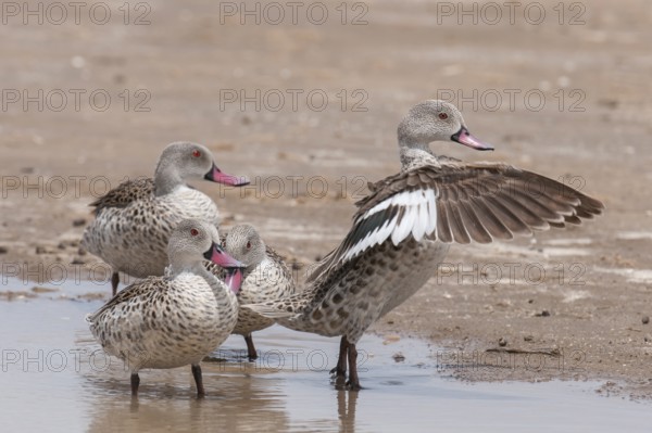 Cape Teal (Anas capensis), Northern Cape, South Africa, Africa