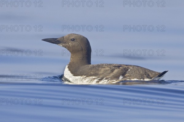 Common Murre (Uria aalge), Newfoundland, Canada, North America