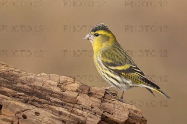 Eurasian Siskin (Spinus spinus) male, Lower Saxony, Germany, Europe