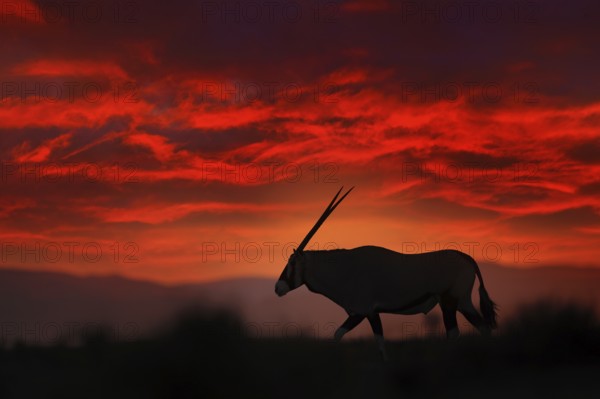 Oryx with orange sand dune evening sunset. Gemsbock large antelope in nature habitat, Sossusvlei, Namibia. Wild desert. Gazella beautiful iconic gemsbok antelope from Namib desert, sunrise Namibia