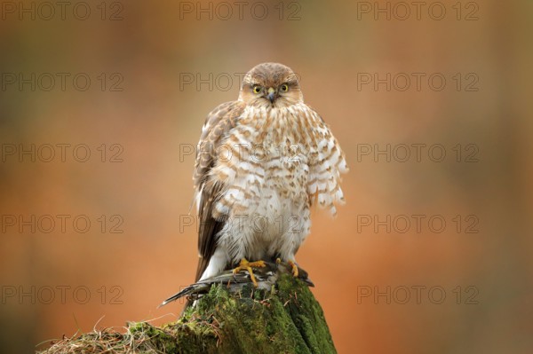 Sparrowhawk, Accipiter nisus, sitting green tree trunk in the forest with caught little songbird. Wildlife animal scene from nature. Eurasian Bird in the winter forest habitat. Hawk with kill
