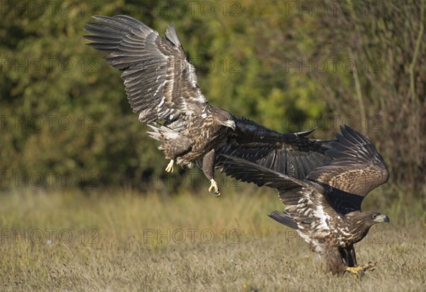 White-tailed Eagle (Haliaeetus albicilla) juvenile wrangling, Poland, Europe
