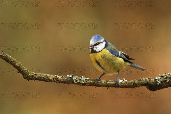 Eurasian Blue Tit (Cyanistes caeruleus), Utrecht, Netherlands