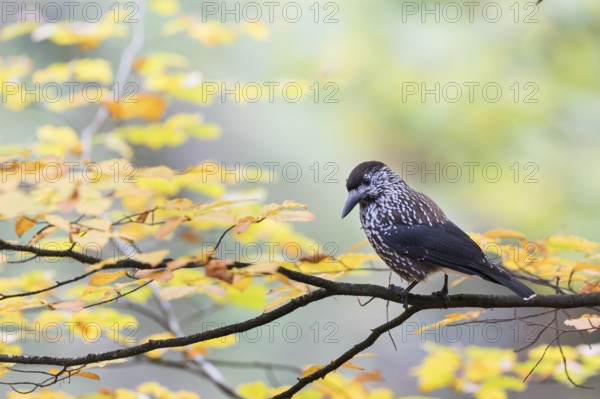 Nutcracker - Tannenhäher - Nucifraga caryocatactes ssp. caryocatactes, Germany, adult, Europe